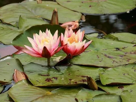 Les ateliers bien être à l'espace Mosaïque