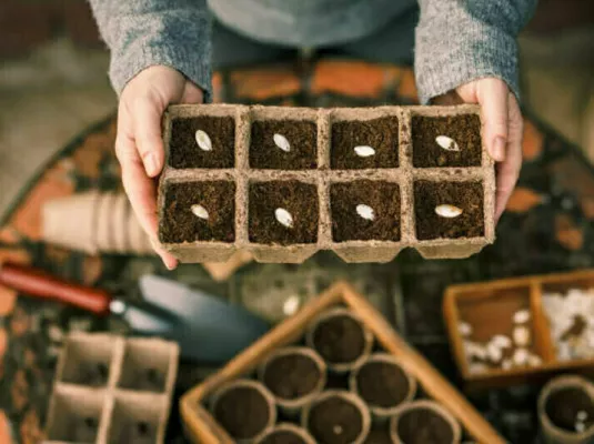 Semis de printemps, compost et petites bêtes