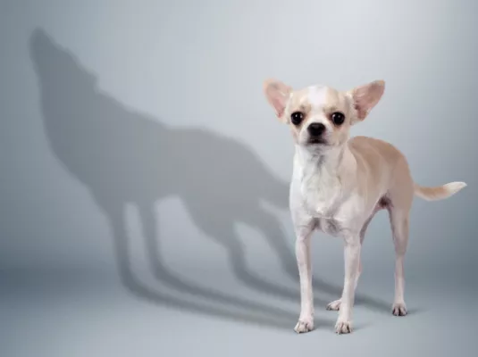 L'Histoire de la domestication animale