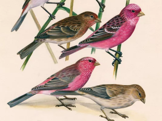 Dessins d'oiseaux, le trait talentueux d'Hermann Heinzel (aux Jardins du Muséum à Borderouge) © © Hermann Heinzel