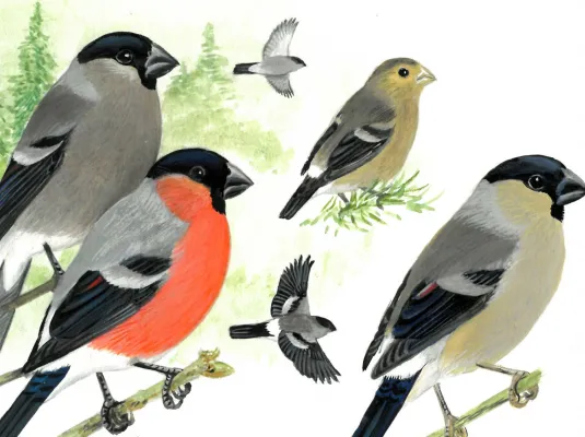 Dessins d'oiseaux, le trait talentueux d'Hermann Heinzel © © Hermann Heinzel