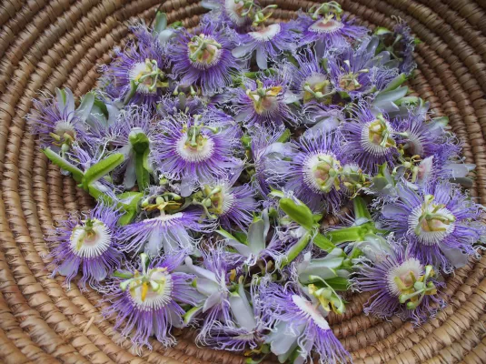 Balade botanique : à la découverte des plantes qui soignent
