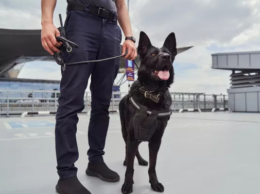 Entre amour et violence : les relations de travail entre humains et animaux © Svitlana via AdobeStock