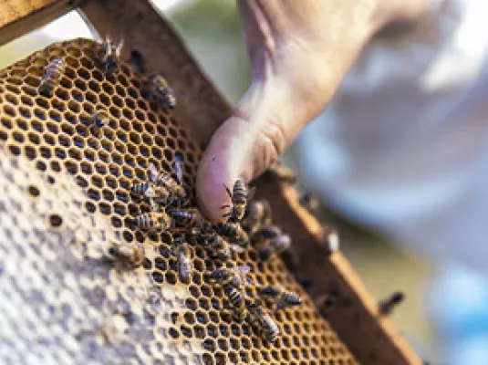 "L'UNIVERS DES ABEILLES" AU MARCHÉ