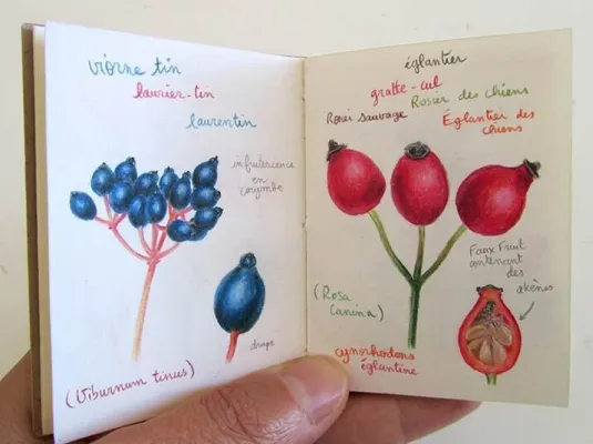 Dessin botanique avec Fanny Pageaud