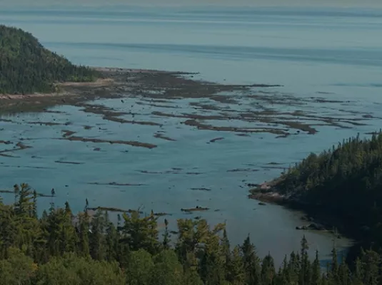 Beluga © ParcCanada