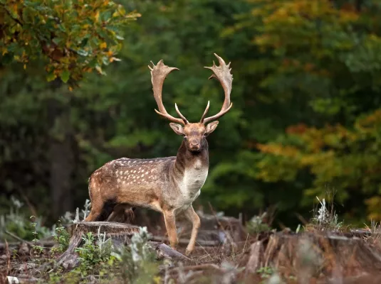 Grands Mammifères : Bilan d’une extinction de masse