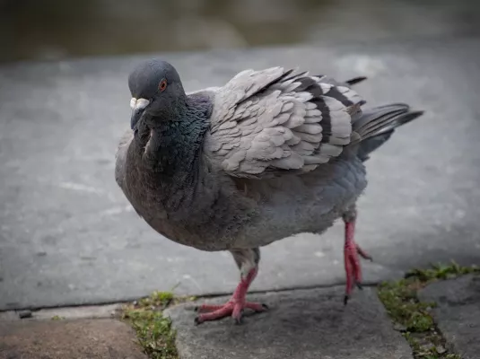 Le pigeon, star de la basse-cour