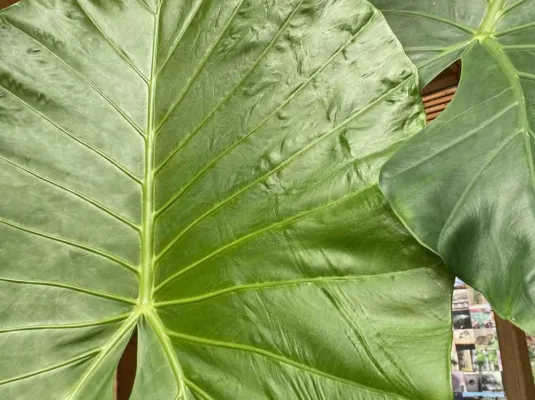 Atelier de jardinage : les plantes dites "d'intérieur"