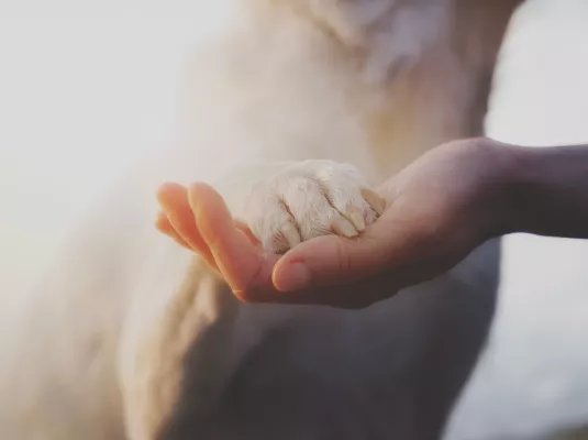 Langages et communications entre l'humain et l'animal © Cristina Conti via AdobeStock