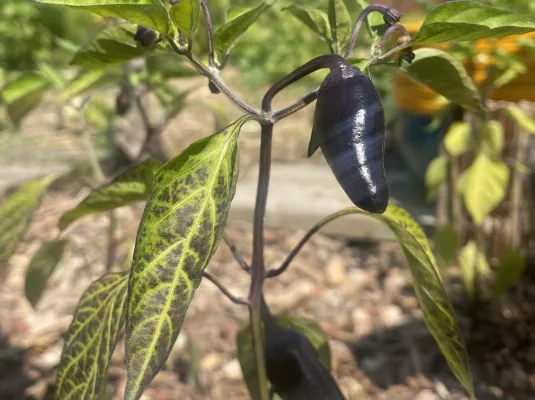 Les pouvoirs du piment © Paul Dur