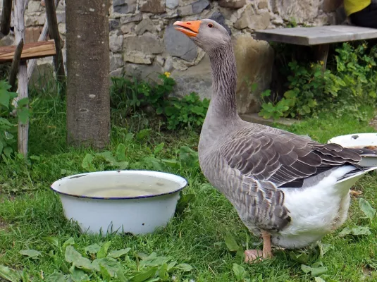 La basse-cour fait son show : zoom sur les oies et les canards
