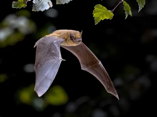 Nuit de la Chauve souris © creativenature.nl via Adobestock