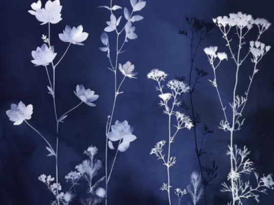 Atelier cyanotype