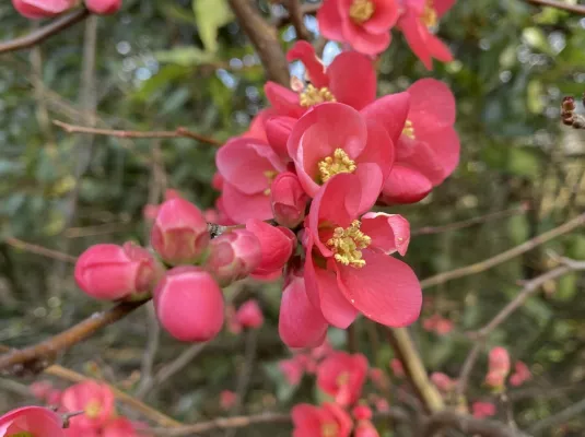Atelier de curiosité : Haïkus © Paul Dur