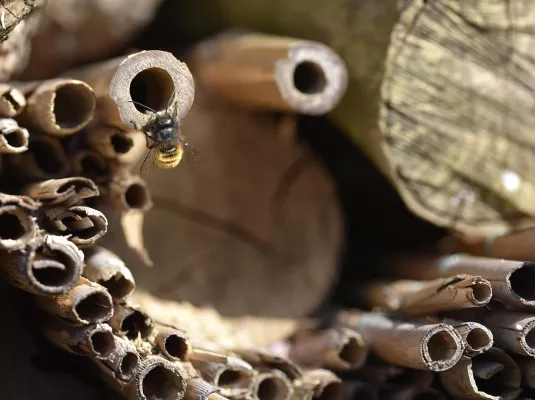 Atelier découverte de la nature : attirer les abeilles sauvages chez soi © Pixabay