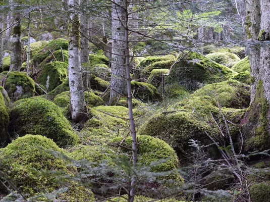 Atelier découverte "C'est quoi une forêt ?"