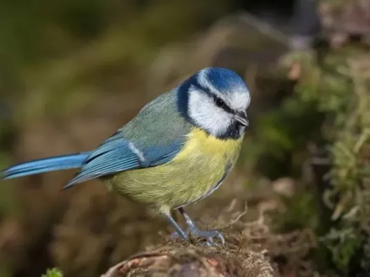 J'agis pour les oiseaux © © Pierre Dalous