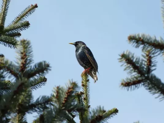 Balade nature : à la découverte des oiseaux