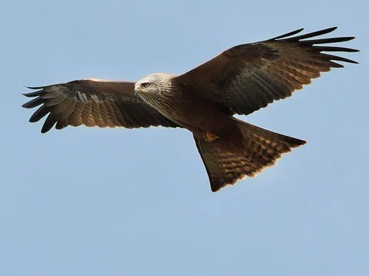 Les oiseaux de Colomiers : dessine-moi un milan !