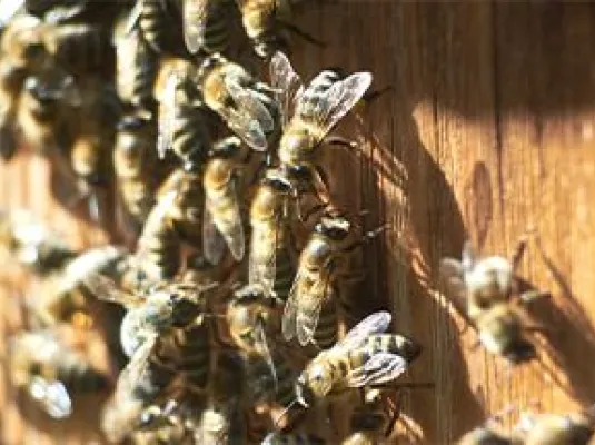 MARCHÉ ANIMÉ "LES ABEILLES"