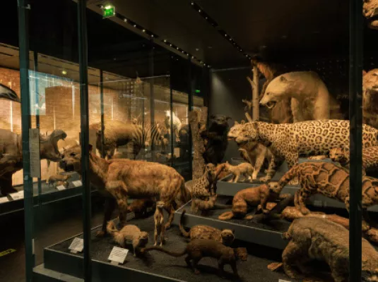 Visite multisensorielle au Museum