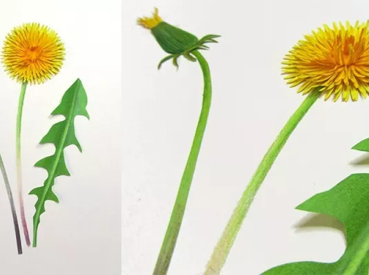Atelier de curiosité : Herbier de papier © Guillaume Ruffault