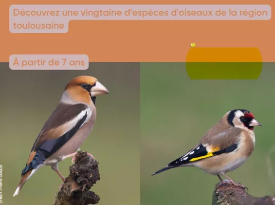 À la découverte des Oiseaux du coin