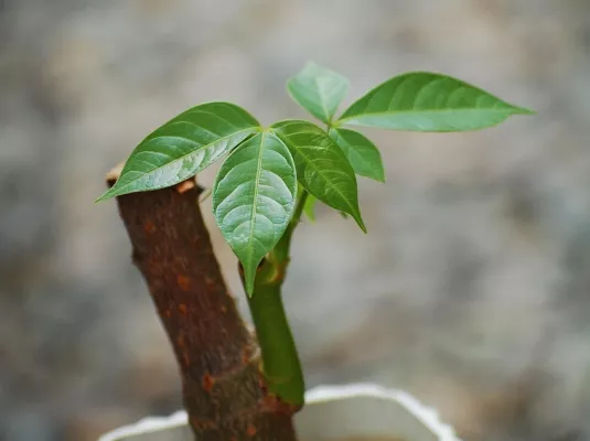 Atelier jardinage : multiplier les plantes