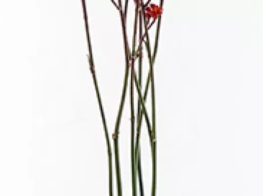 IKEBANA