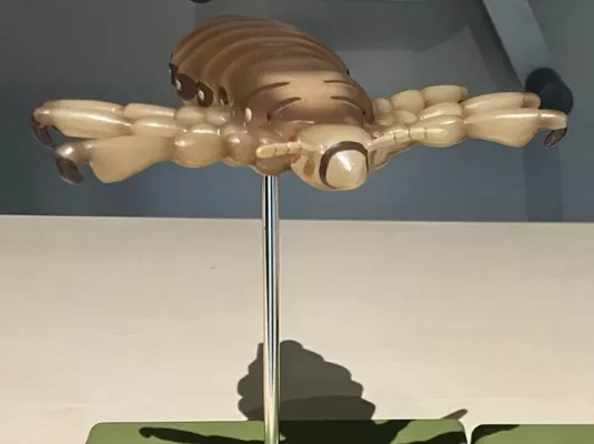 Atelier "une vie de poux" © Museum de Toulouse