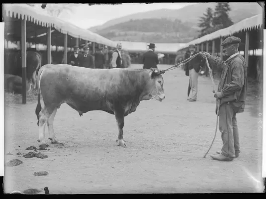 Compagnons de vie et de labeur - Regards photographiques sur la domestication au 20e siècle