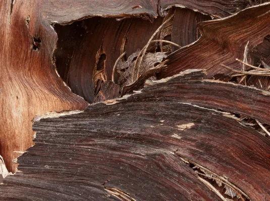 Atelier curiosité : écouter les parfums, parfums d’arbres et essences de bois