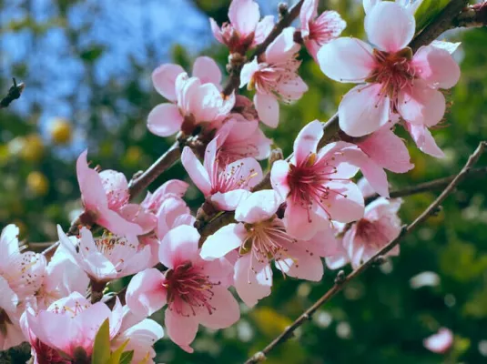 Création de branches et fleurs de cerisiers.