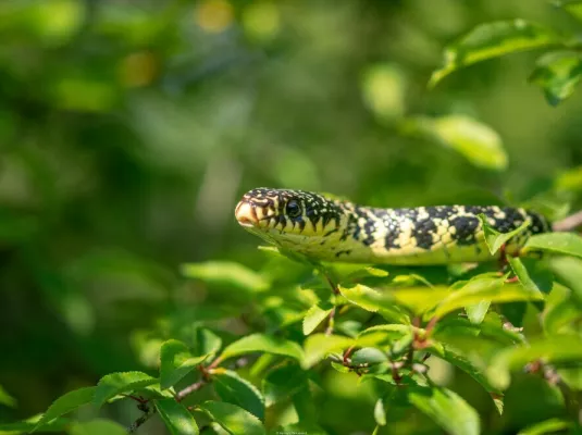 Ciné-causerie : des serpents dans nos têtes © Aymeric BROUSSARD