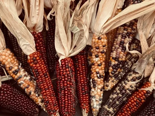 Atelier de jardinage : variétés anciennes © Pixabay