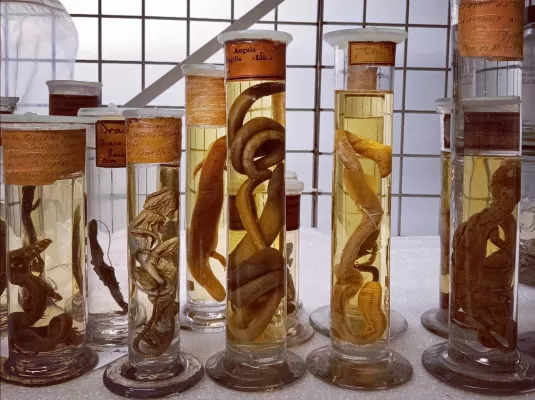 La diaphanisation : art et sciences en symbiose