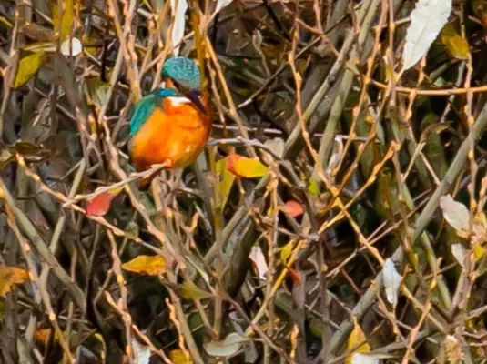 Exposition Des nichoirs pour les animaux sauvages de Colomiers