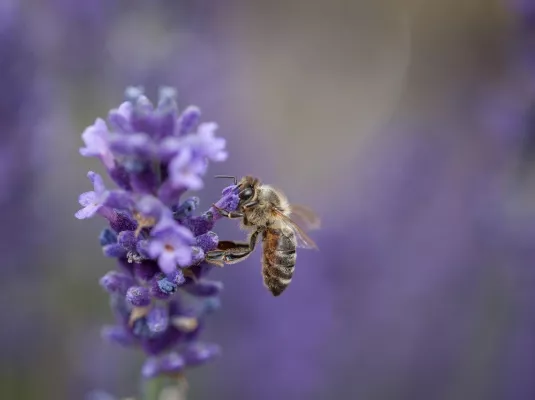 Atelier de découverte de la nature : la naissance de l'abeille à l'apiculture