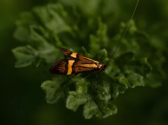Soirée Insectes