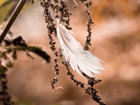 Atelier découverte de la nature : indices de présence