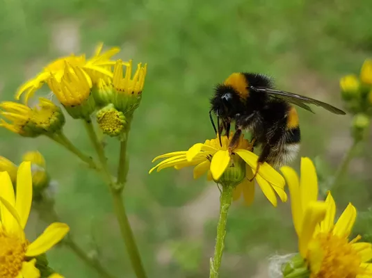 Balade nature : sur les pas de la nature estivale à Gratentour