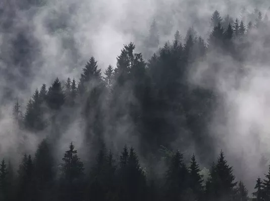 Atelier découverte de la nature : Mon beau sapin, épine des forêts