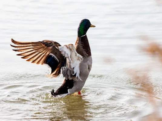 Les oiseaux de Colomiers : dessine-moi un canard sauvage !