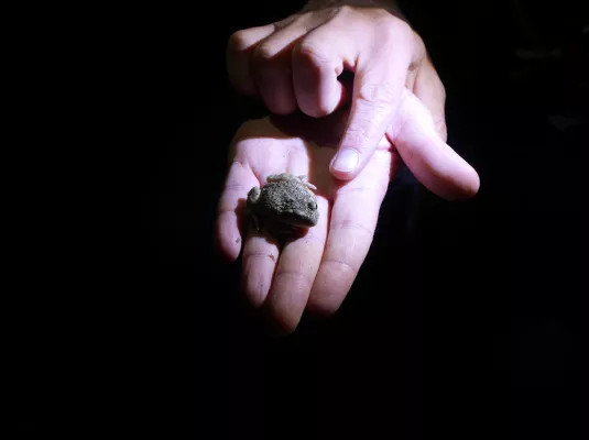 Balade Nocturne à la rencontre des amphibiens