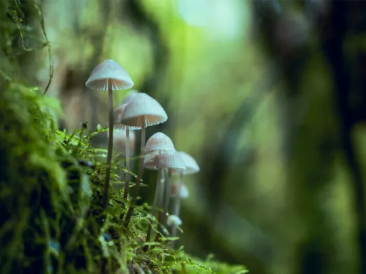 Haïku inspiré de l’univers des Studio Ghibli