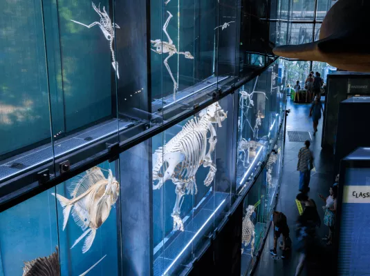 Visite de l'exposition permanente du Muséum