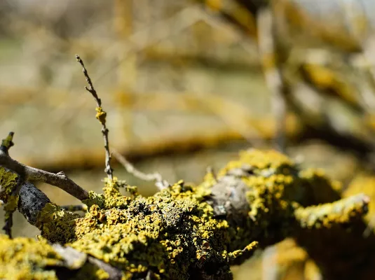 Conférence sur le Lichen