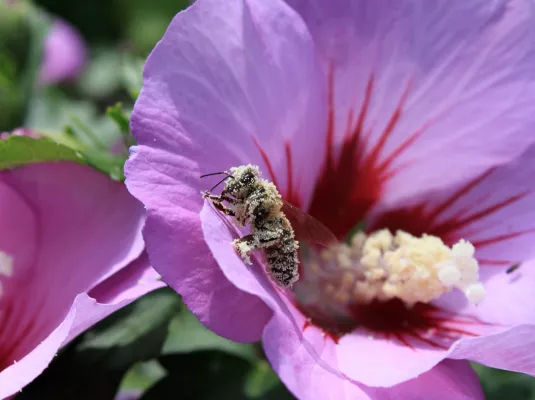 Café des solutions « Les abeilles, actrices de la biodiversité »