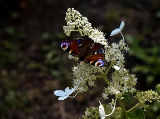 Rencontre/atelier autour du biomimétisme © Freepik